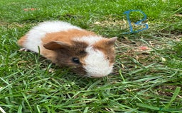 Guinea Pig rodents for sale: Male and Female Guinea Pigs For Sale  - Image 15