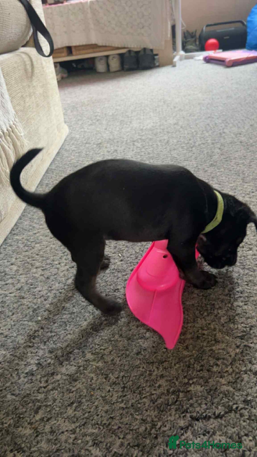 Mixed Breed dogs for sale: French bulldog/poodle  - Image 4