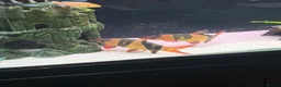 Loaches fish for sale: XL Clown Loach & XL parrot Cichlid in Slough - Advert 2