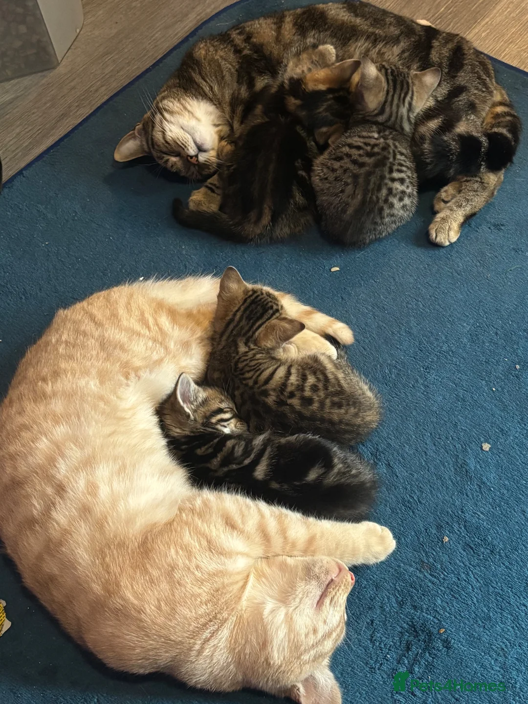 Mixed Breed cats for sale: Beautiful kittens looking for there forever homes  in Brentford - Advert 2