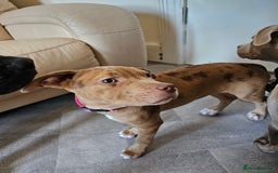 Bullmastiff dogs for sale: Female bullmastiff puppy  - Image 3