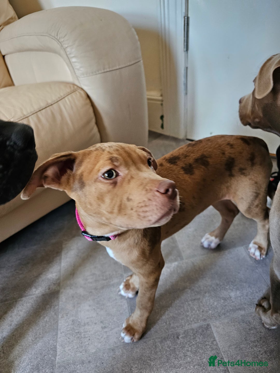 Bullmastiff dogs for sale: Female bullmastiff puppy  - Image 3