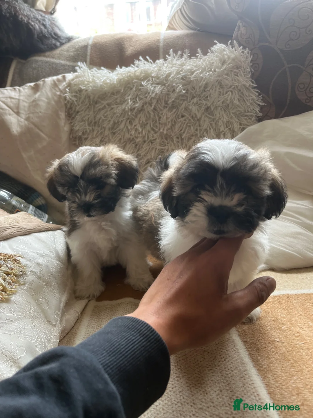 Zuchon dogs for sale: Bichon frise cross Shih Tzu  - Advert 2