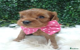 Cavapoo dogs for sale: Gorgeous red toy cavapoos  - Advert 4