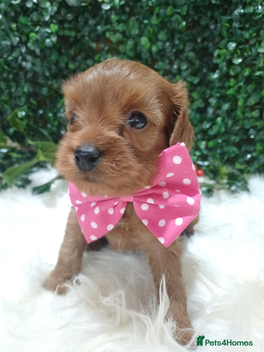 Cavapoo dogs for sale: Gorgeous red toy cavapoos  - Advert 4