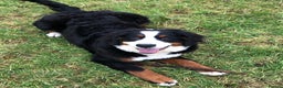 Bernese Mountain Dog dogs for sale: Family pets looking for forever home  - Advert 3
