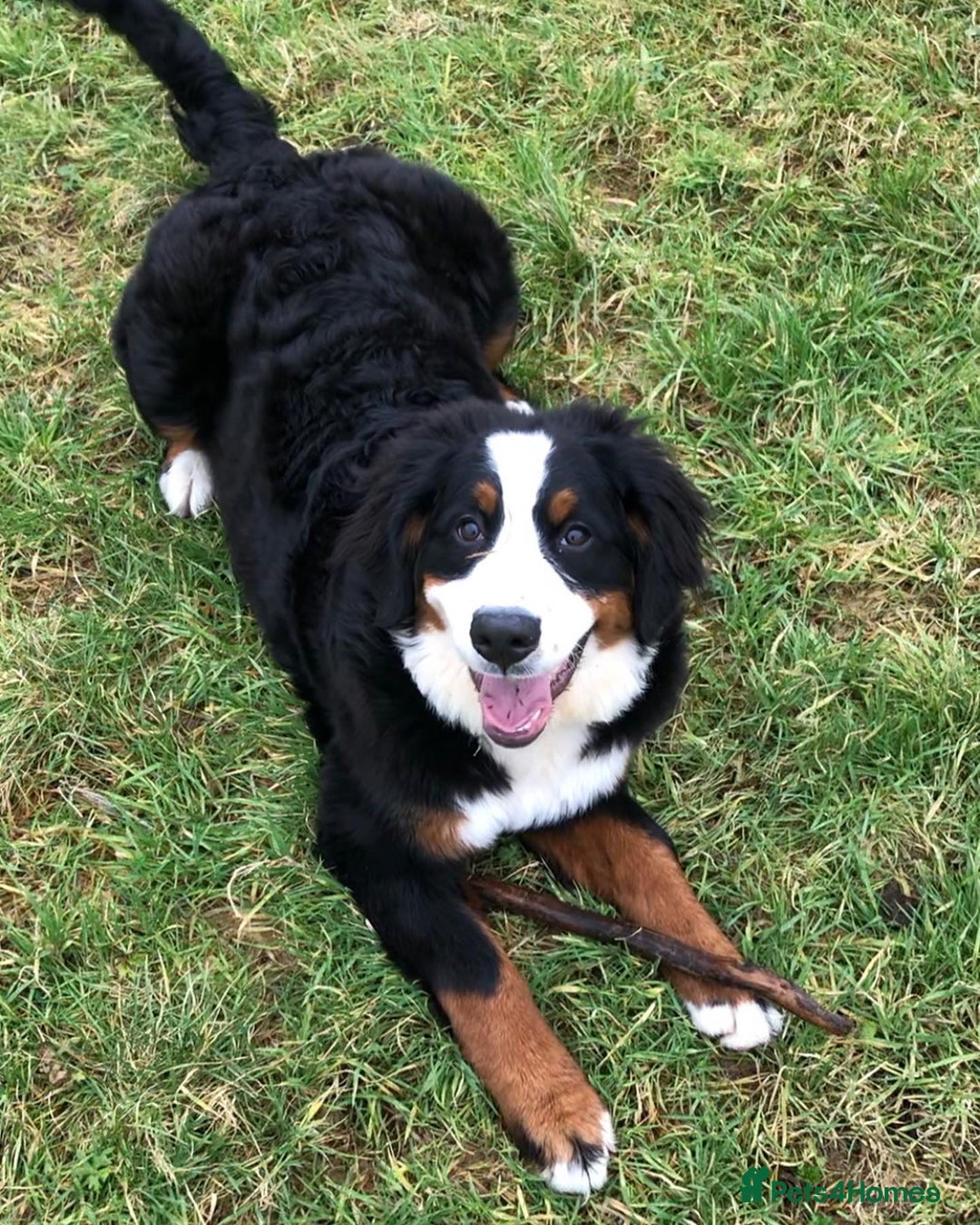 Bernese Mountain Dog dogs for sale: Family pets looking for forever home  - Advert 3