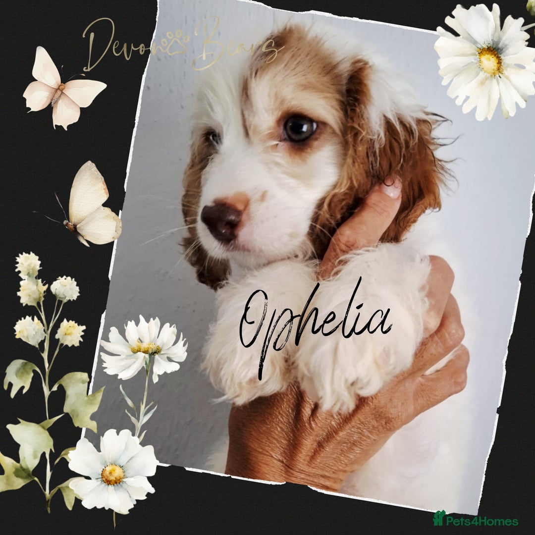 Cockapoo dogs for sale: 5*Licenced. DNA tested English cockerpoos. - Image 23