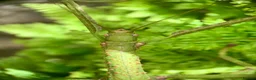 Stick Insects invertebrates for sale: Lopaphus sphalerus ova (eggs) x30 - RARE in Bridport - Advert 3