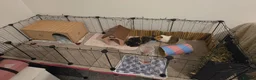 Guinea Pig rodents for sale: Guinea Pigs Looking for new home - Advert 7