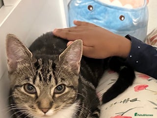 American Shorthair cats Nala needs a forever home - Advert 1