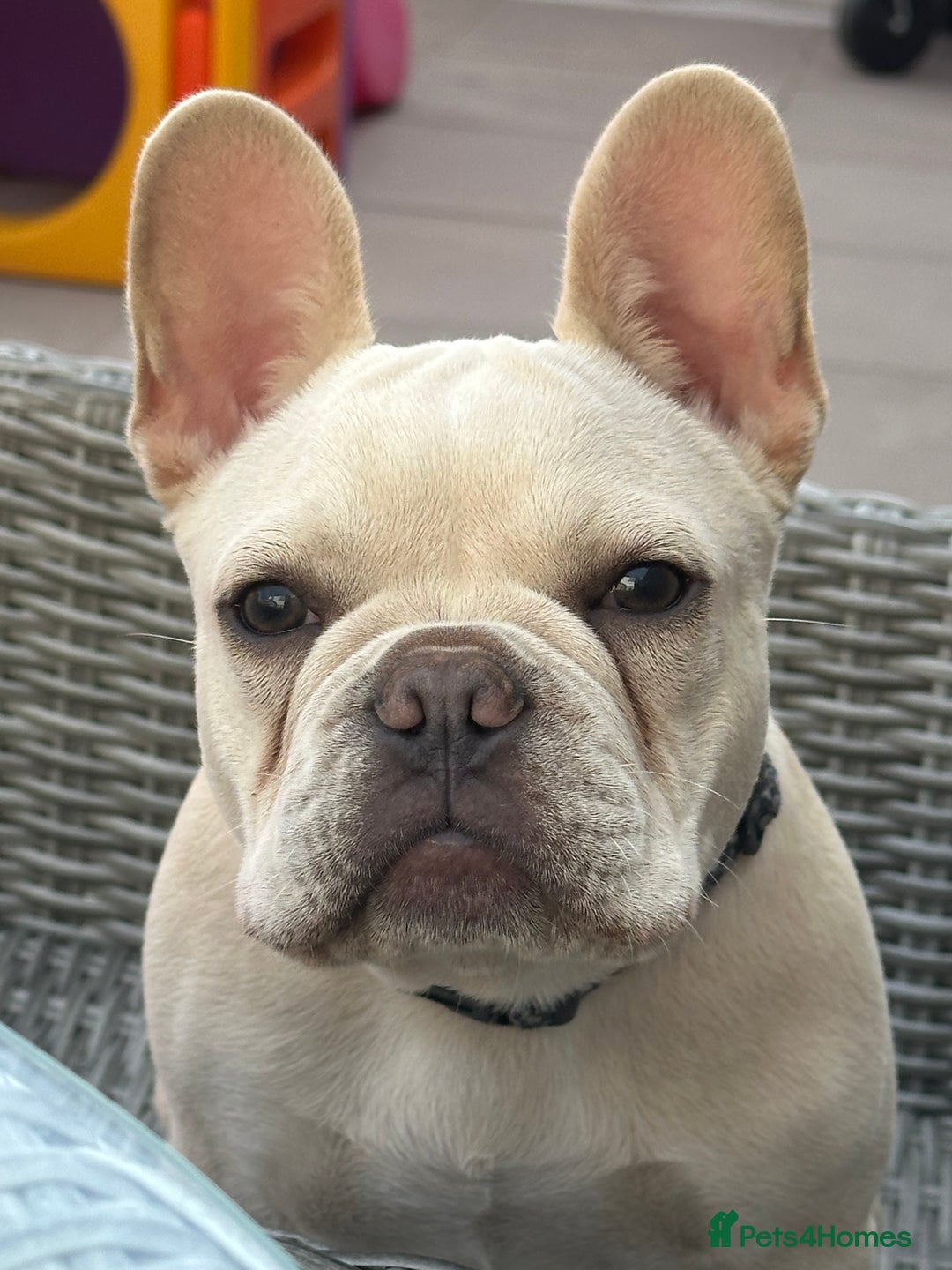 French Bulldog dogs for sale: Gorgeous 7Month Old Brother & Sister Frenchies - Image 4