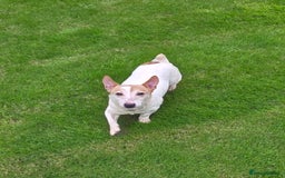 Jack Russell dogs for sale: 8 year old Jack Russell for sale - Image 1