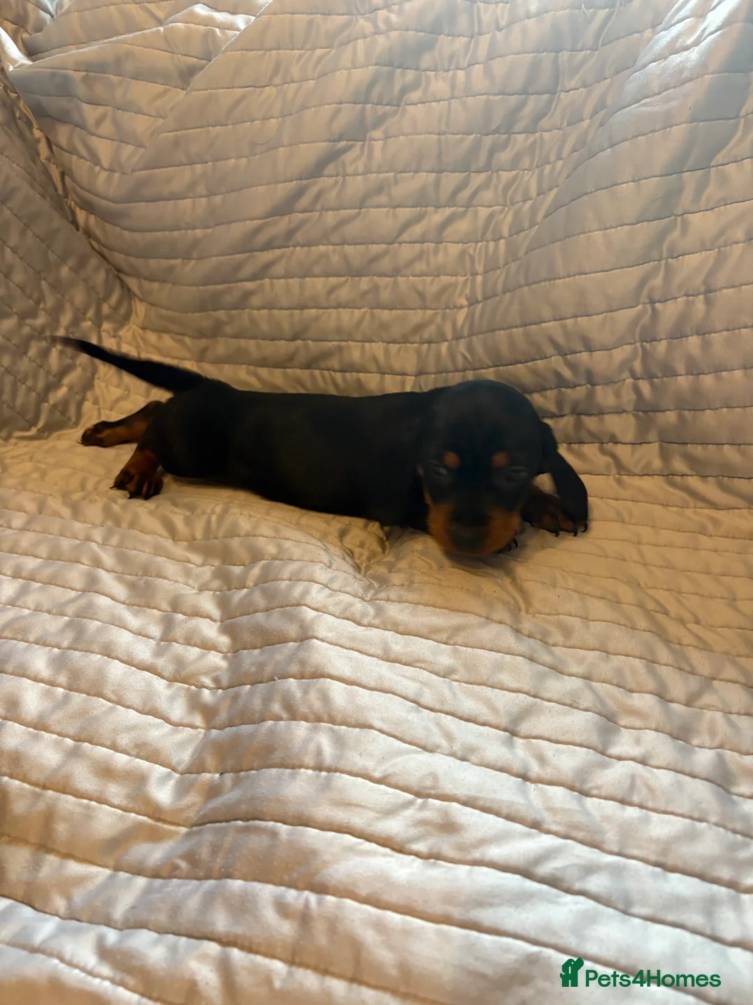 Dachshund dogs for sale: Standard Dachshund puppies for sale  - Advert 14