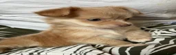Chihuahua dogs for sale: Beautiful Long-Haired Chihuahua Puppies ❤️ - Advert 12