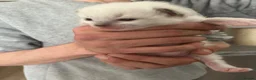Ragdoll cats for sale: 3 beautiful full ragdoll kittens  - Advert 13