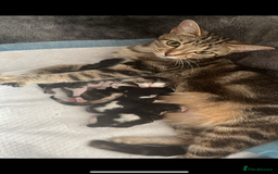 Domestic Shorthair cats for sale: kittens for sale❤️ - Image 21