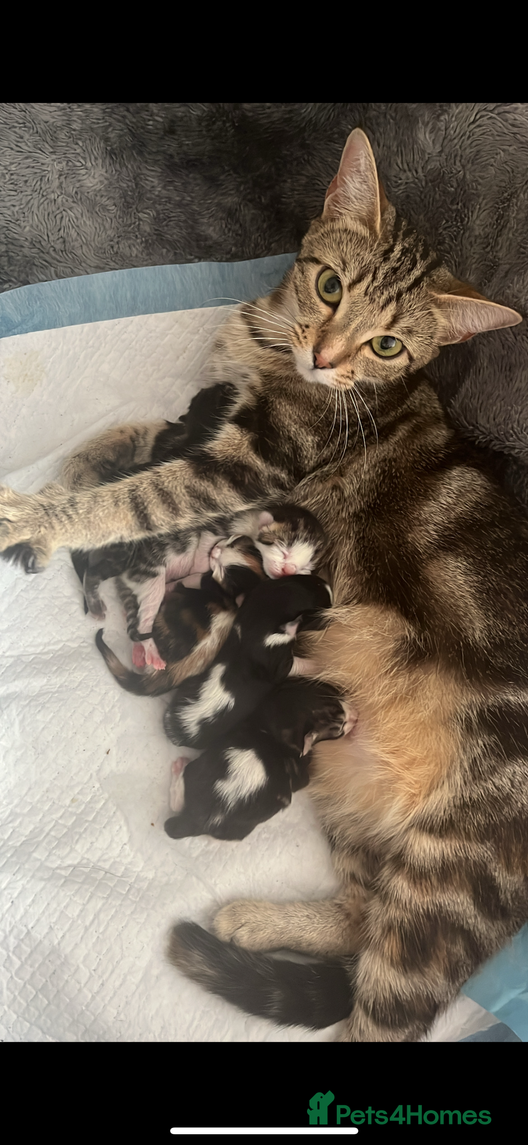 Domestic Shorthair cats for sale: kittens for sale❤️ - Image 21