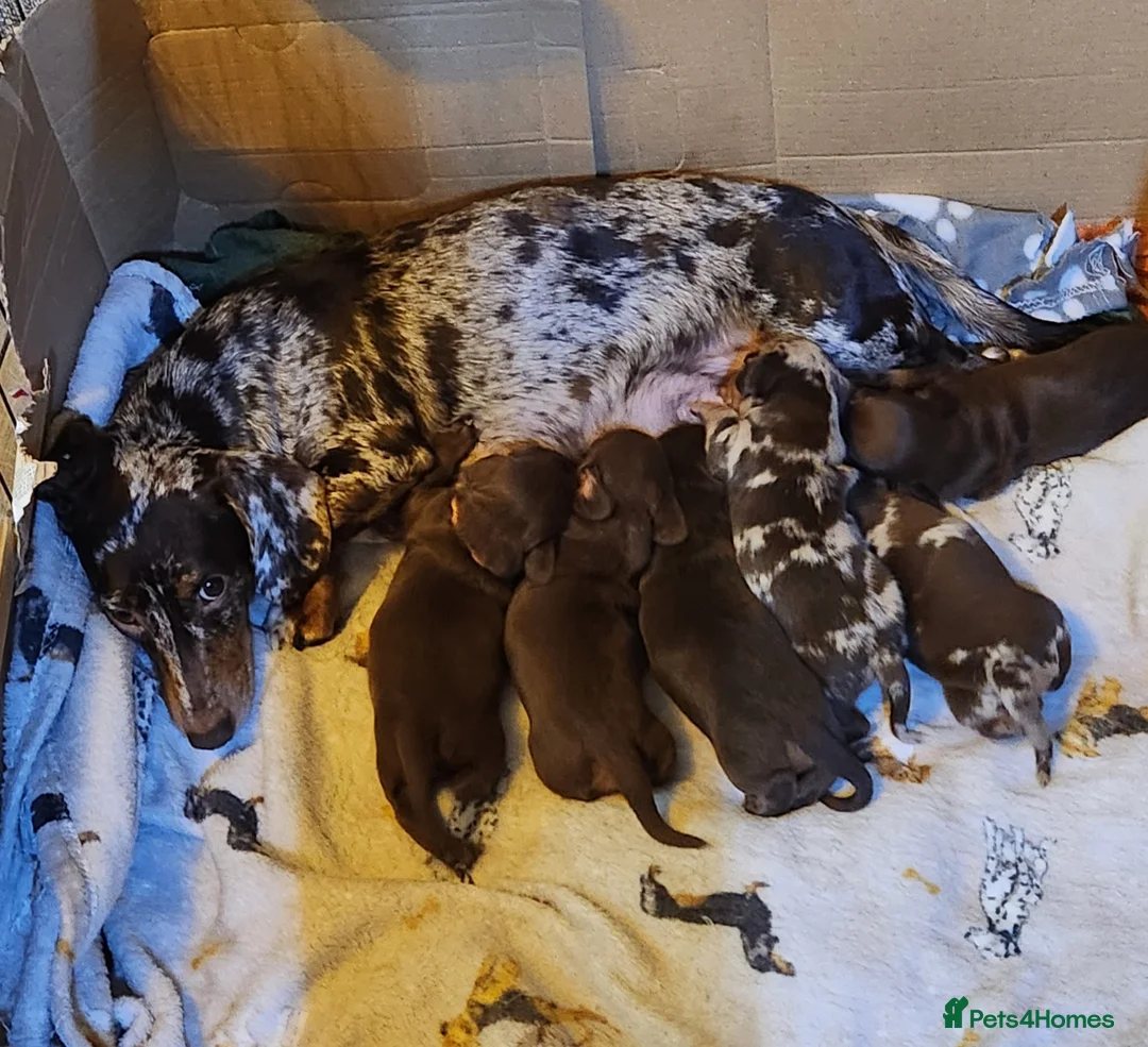 Miniature Dachshund dogs for sale: 6 beautiful Miniature Dachshund  - Advert 16