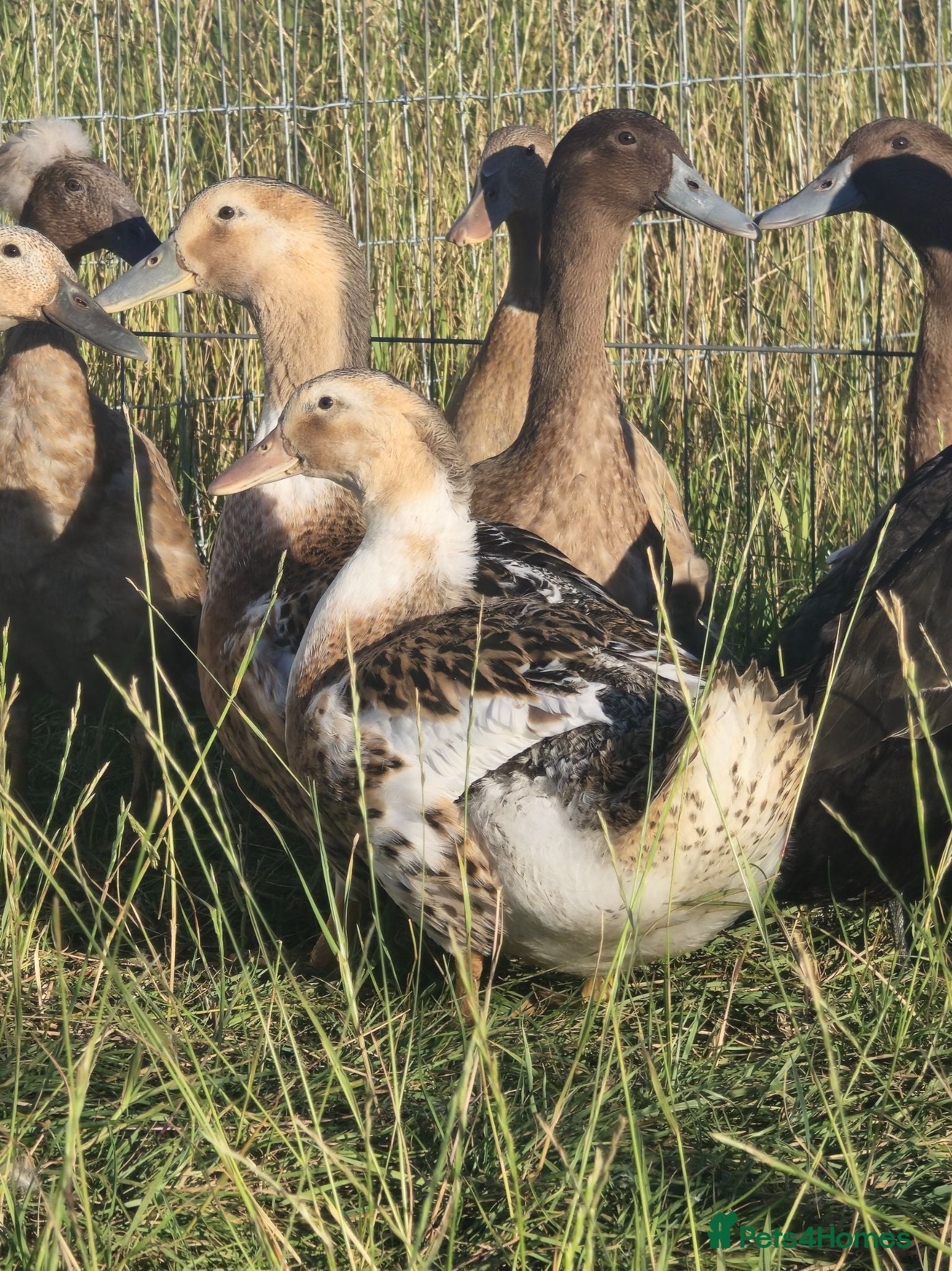 Ducks poultry  Ducklings Indian Runner Khaki Campbell Appleyard - Advert 11