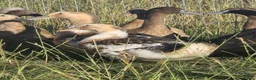Ducks poultry for sale:  Ducklings Indian Runner Khaki Campbell Appleyard - Advert 1