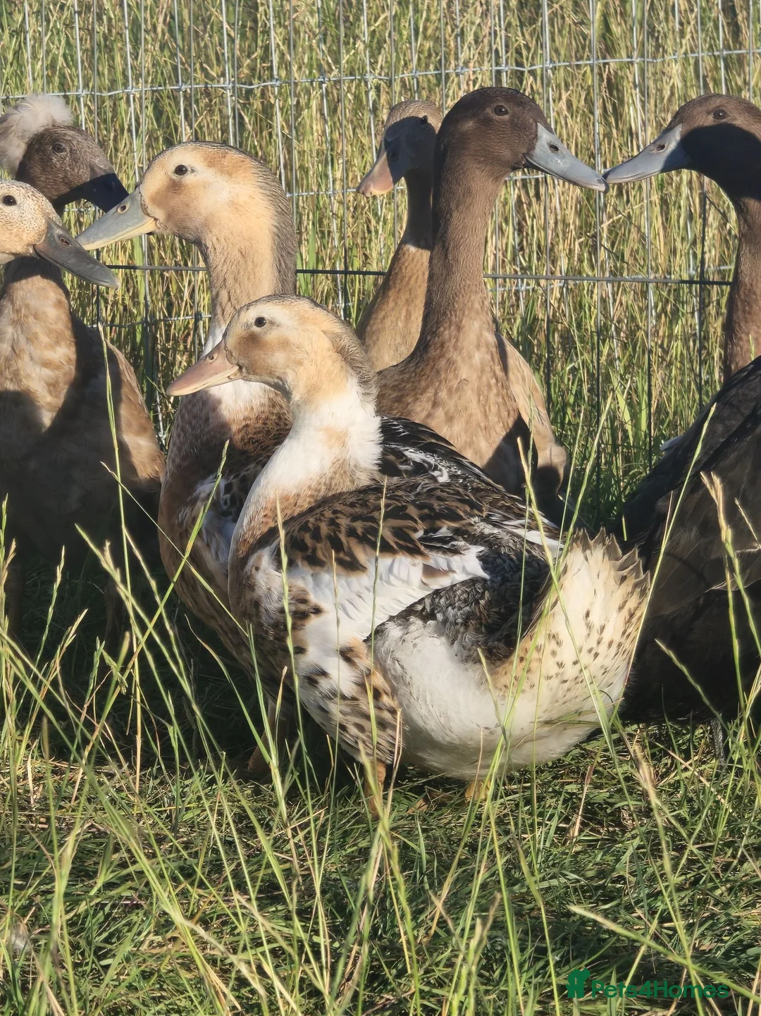 Ducks poultry for sale:  Ducklings Indian Runner Khaki Campbell Appleyard - Advert 1