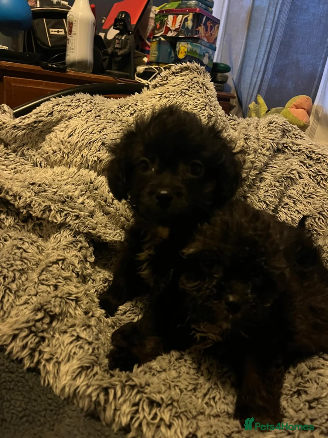 Shihpoo dogs for sale: Adorable shihpoo puppies available  - Advert 4