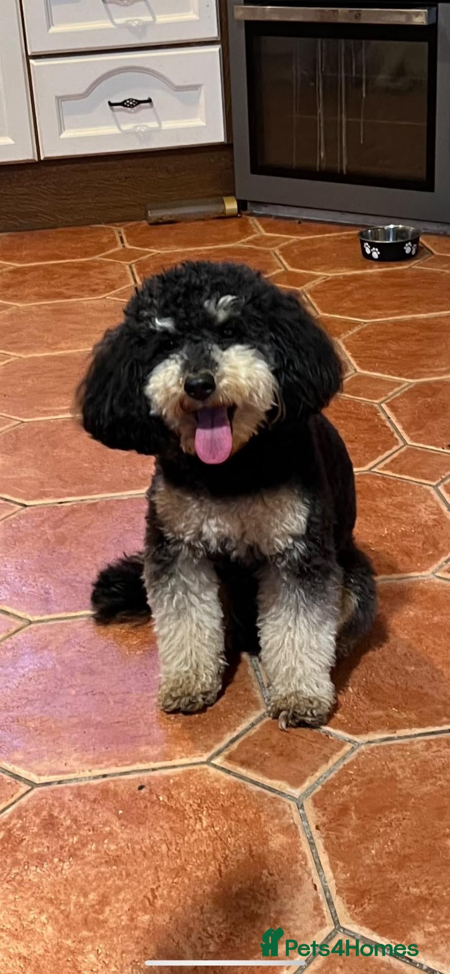 Cockapoo dogs for sale: Beautiful F1 Toy Cockapoo Puppies  - Advert 2