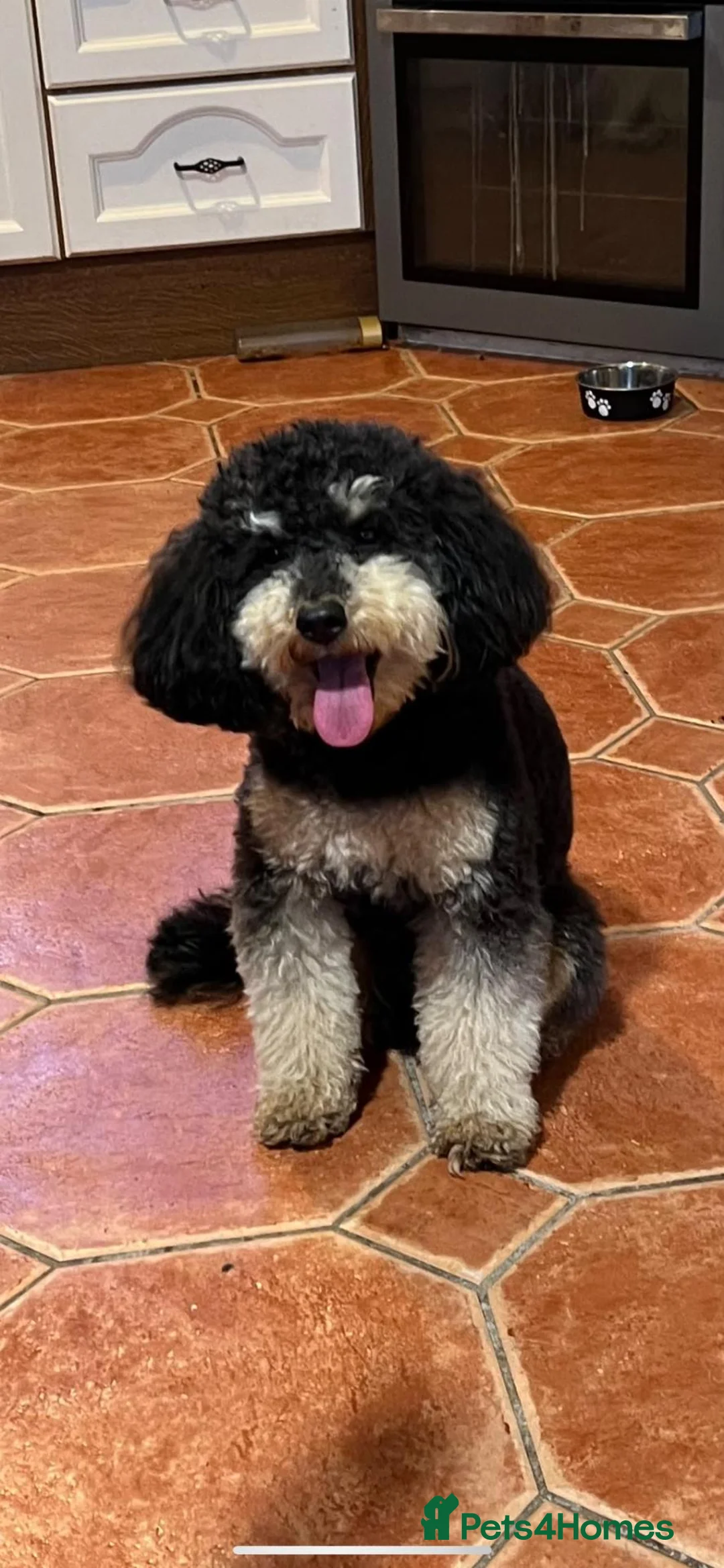 Cockapoo dogs for sale: Beautiful F1 Toy Cockapoo Puppies  - Advert 2