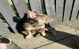 French Bulldog dogs for sale: Female blue/fawn French bulldog  - Image 6