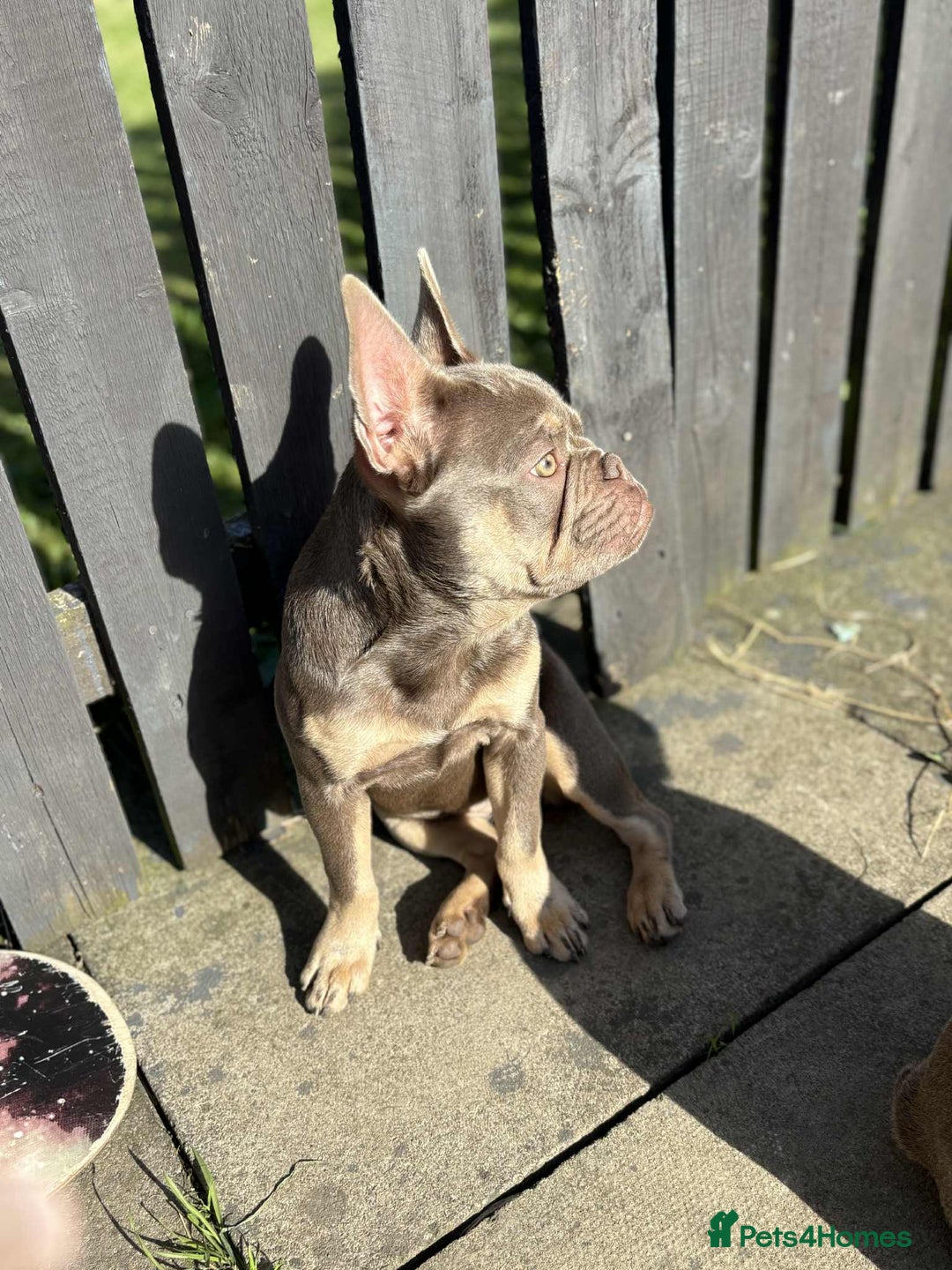French Bulldog dogs for sale: Female blue/fawn French bulldog  - Image 6