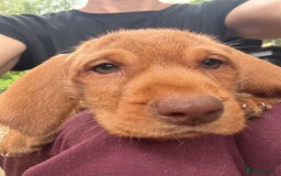 Hungarian Vizsla dogs for sale: Hungarian WIREHAIRED Vizsla puppies KC reg in Cranbrook - Image 21