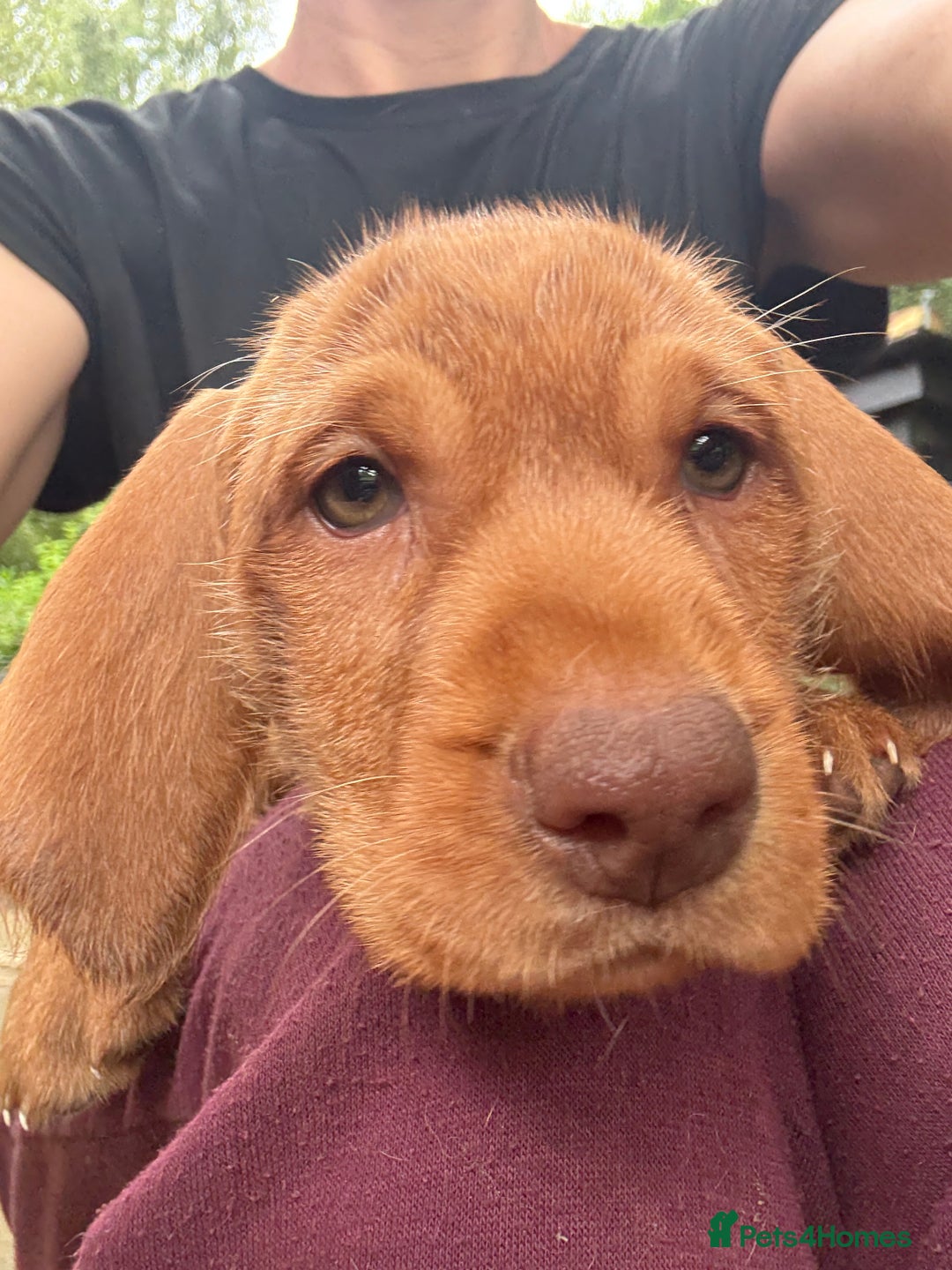 Hungarian Vizsla dogs for sale: Hungarian WIREHAIRED Vizsla puppies KC reg in Cranbrook - Image 21