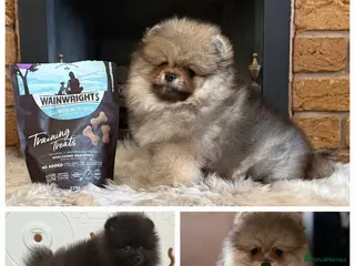 Pomeranian dogs ✨ Rare colour/Thick coat Teddy Bear Pom Puppies ✨ - Advert 1