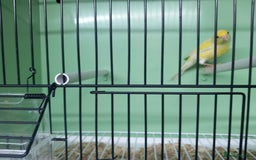 Canaries birds for sale: Canaries  - Image 9