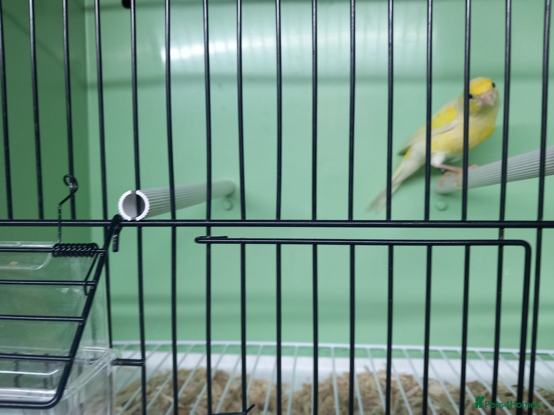 Canaries birds for sale: Canaries  - Image 9