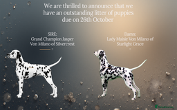 Dalmatian dogs for sale: Dalmatian Puppies 26th Oct Exceptional Pedigree  - Image 1