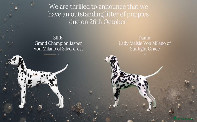 Dalmatian dogs - Advert 2