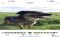 Mixed Breed dogs for adoption: Filip - 2yr old medium sized mixed breed - Image 2