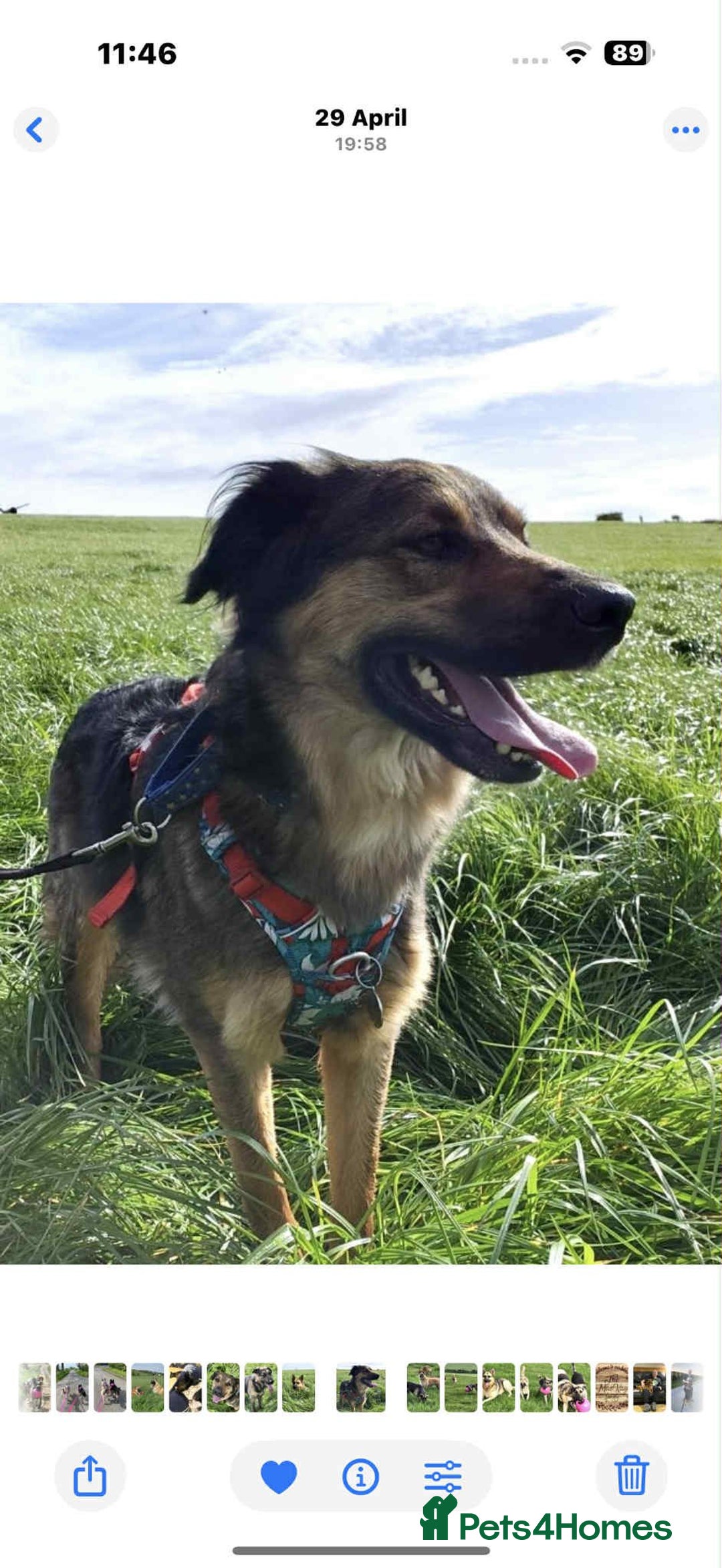 Mixed Breed dogs for adoption: Filip - 2yr old medium sized mixed breed - Image 2