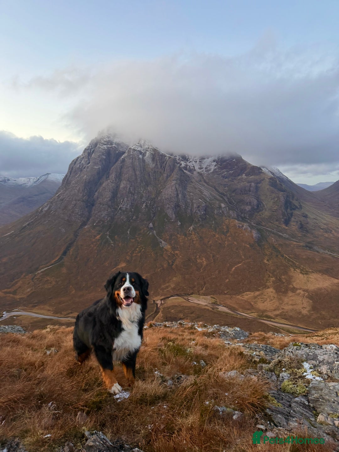 Bernese Mountain Dog dogs for stud: Bernese Mountain Dog for stud in Glasgow - Advert 3