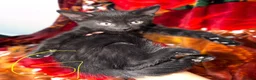 Mixed Breed cats for sale:  Kittens Looking for Loving Homes  - Advert 3