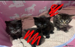 British Shorthair cats for sale: 3 boy kittens for sale  - Image 7