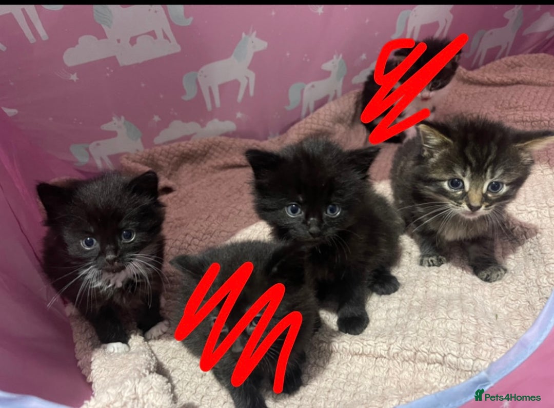 British Shorthair cats for sale: 3 boy kittens for sale  - Image 7