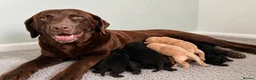 Labrador Retriever dogs for sale: Beautiful Yellow and Black KC Puppys - Advert 2