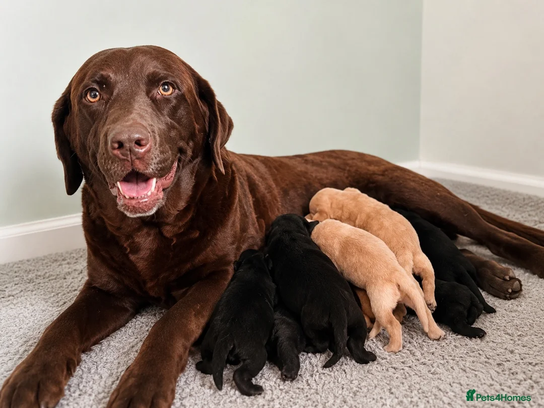Labrador Retriever dogs for sale: Beautiful Yellow and Black KC Puppys - Advert 2