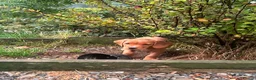 Springador dogs for sale: Happy friendly Springador puppies  - Advert 25