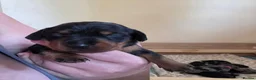 Jackshund dogs for sale: Dapple and black and tan Jackshund puppies - Advert 21