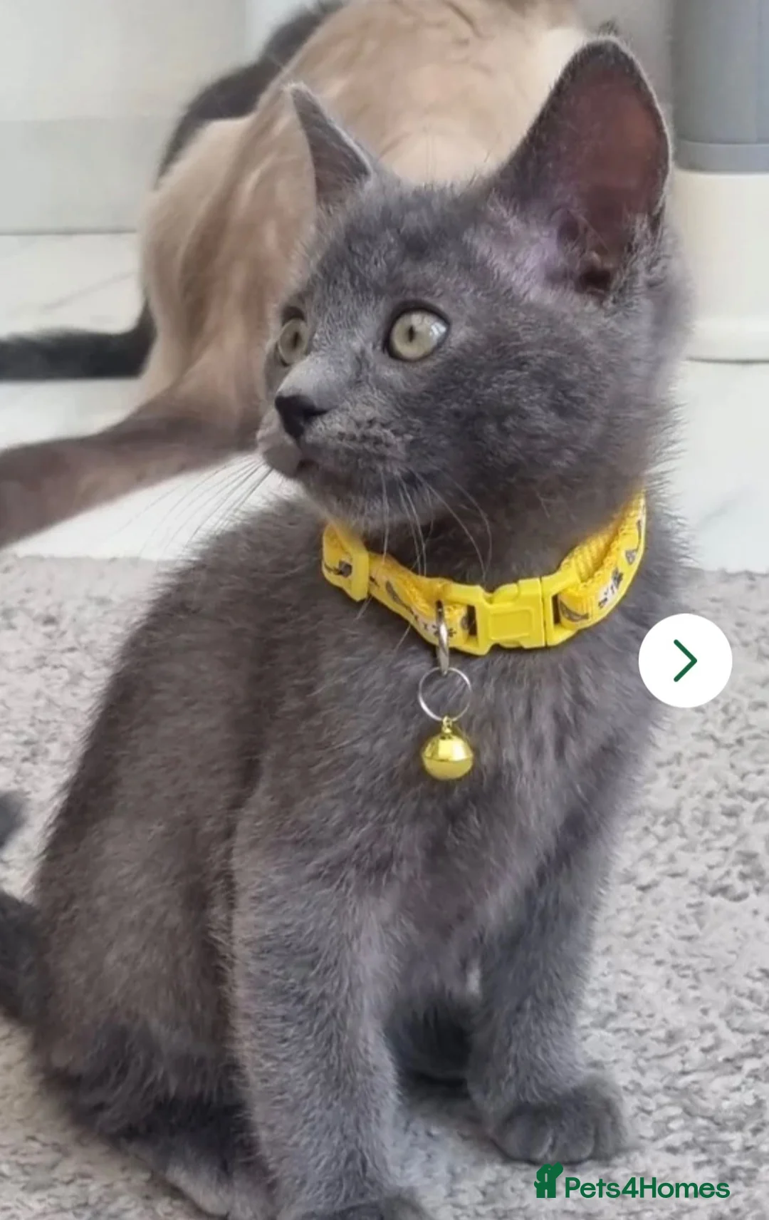 Mixed Breed cats for sale: Kitten 11 weeks old in Preston - Advert 2