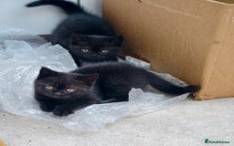 Scottish Fold cats for sale: 4 lovely kittens looking for new family  - Image 29
